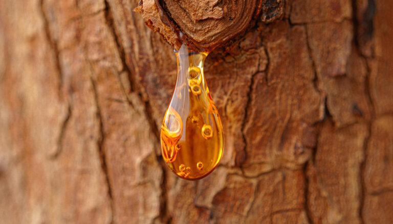 Dowiedz się, gdzie naprawdę występuje bursztyn i czy jego poszukiwania ograniczają się do morza. Poznaj miejsca, które zaskakują odkrywców.